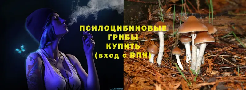 сколько стоит  Курчатов  Псилоцибиновые грибы MAGIC MUSHROOMS 